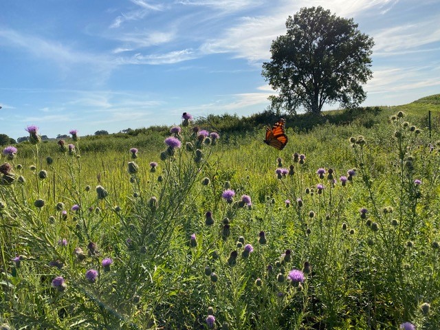 Fritz Prairie in Fayette County Iowa