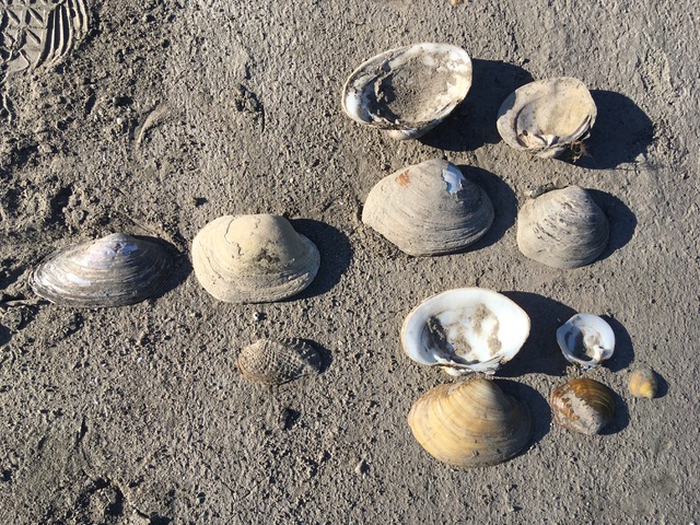 Empty Mussel shells