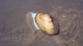Mussels Have Been Testing Iowa's Water Longer Than I Have