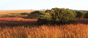 agricultural pollution