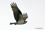 Flying osprey