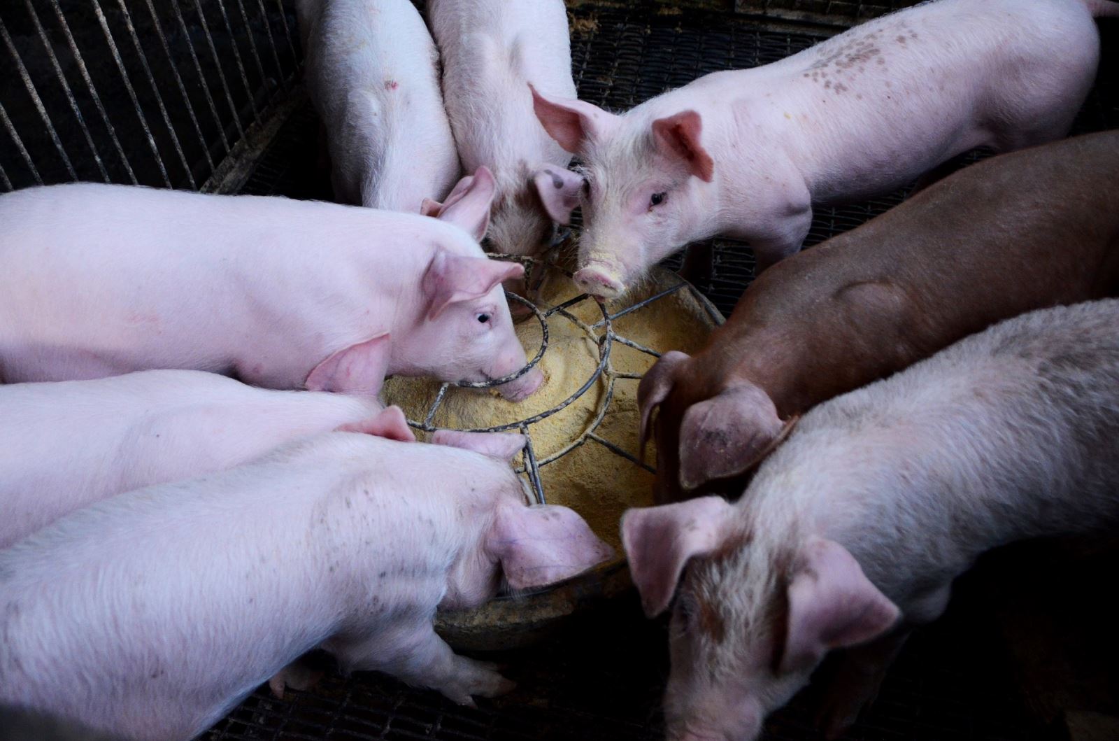 IEC Speaks Out for Stronger CAFO Rules