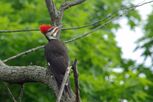 Woodpecker