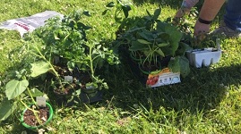 Creston Community Garden Grows Resiliency