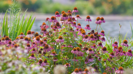 Managing Water Quality Issues with Ecosystem Restoration