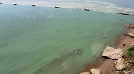 Rock Creek State Park Algae Bloom