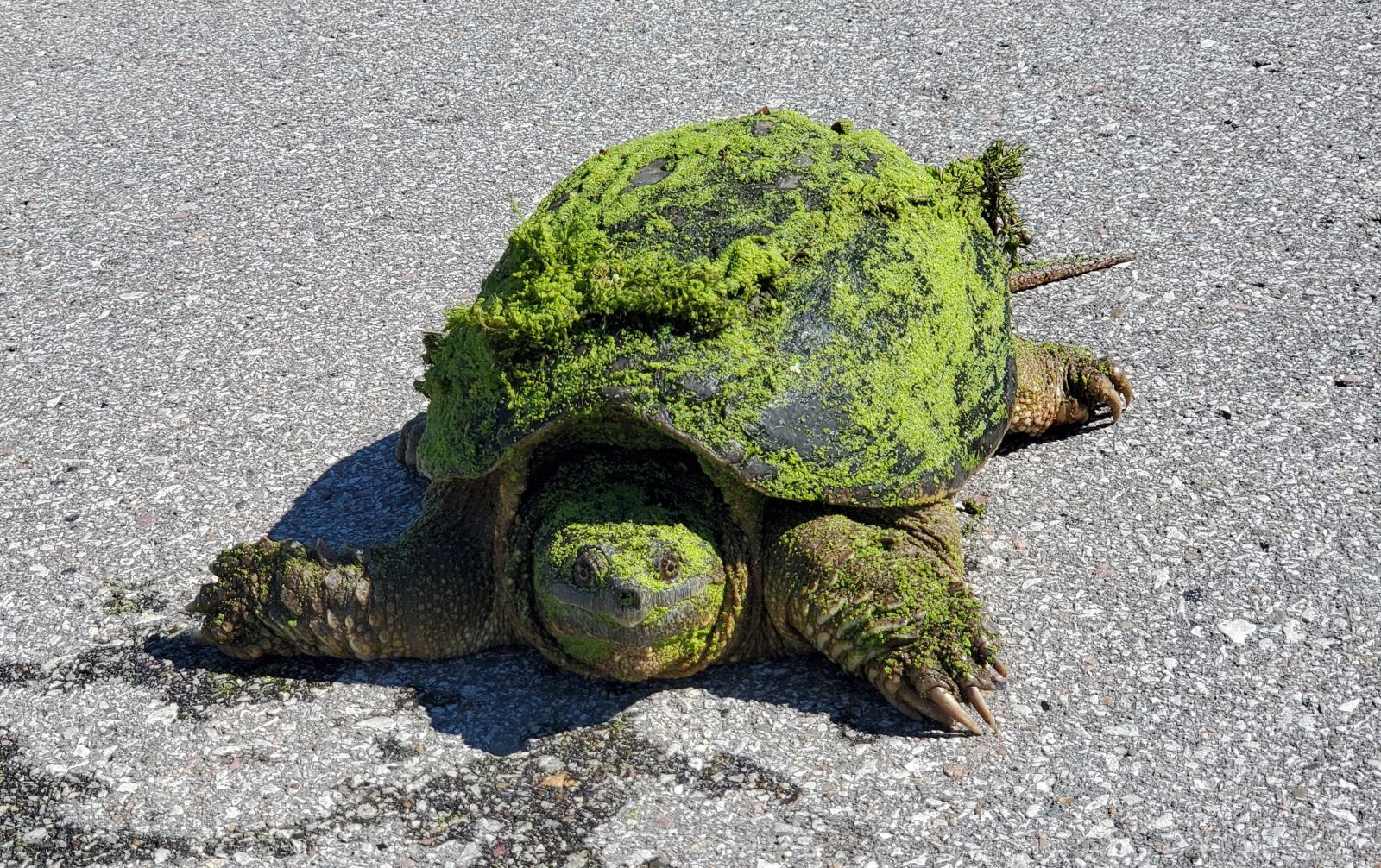 Snapping turtle on highway by Prairie Rose State Park