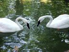 Swans