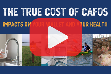 The True Cost of CAFOs