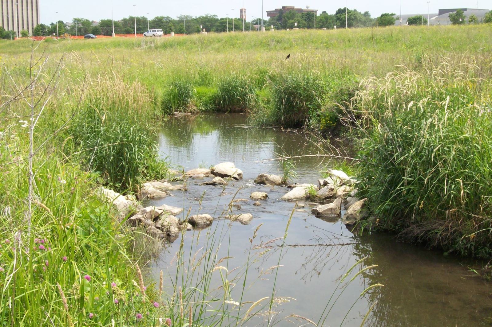 UNI Stormwater Wetland, Dry Run Creek