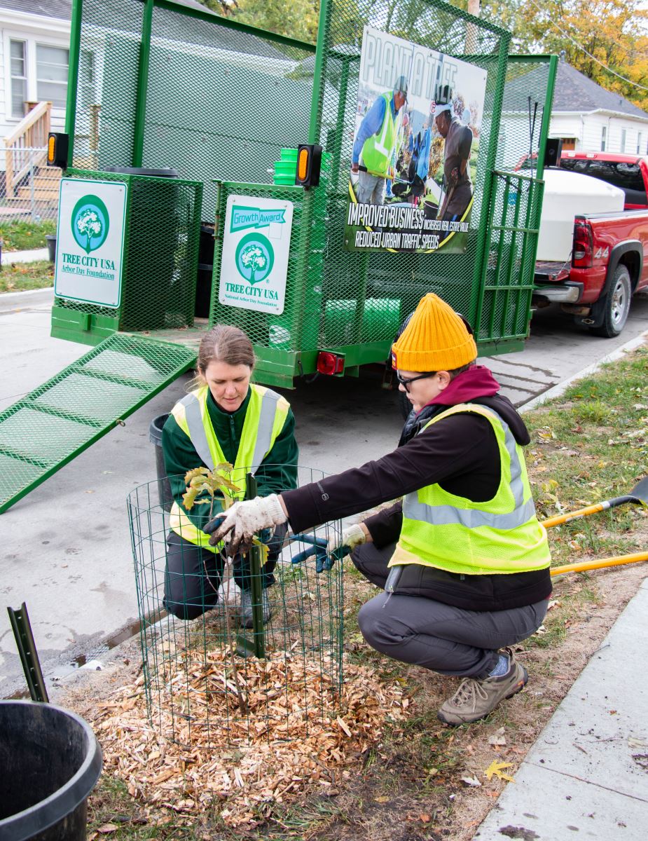 Volunteers securing fencing around tiny tree