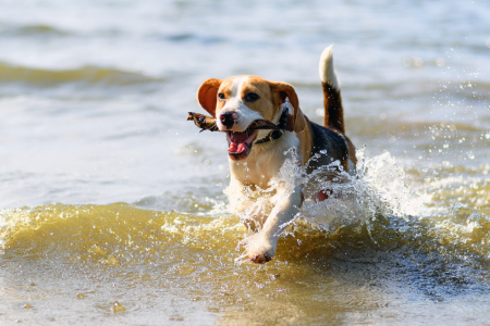 Iowa Water Watchdogs