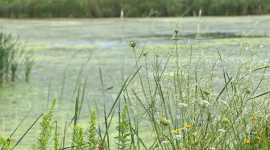 Wetlands 101: What Iowans Need to Know