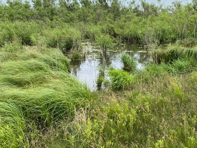 Wetlands at Fritz Prairie