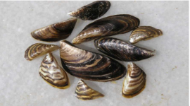Zebra mussels