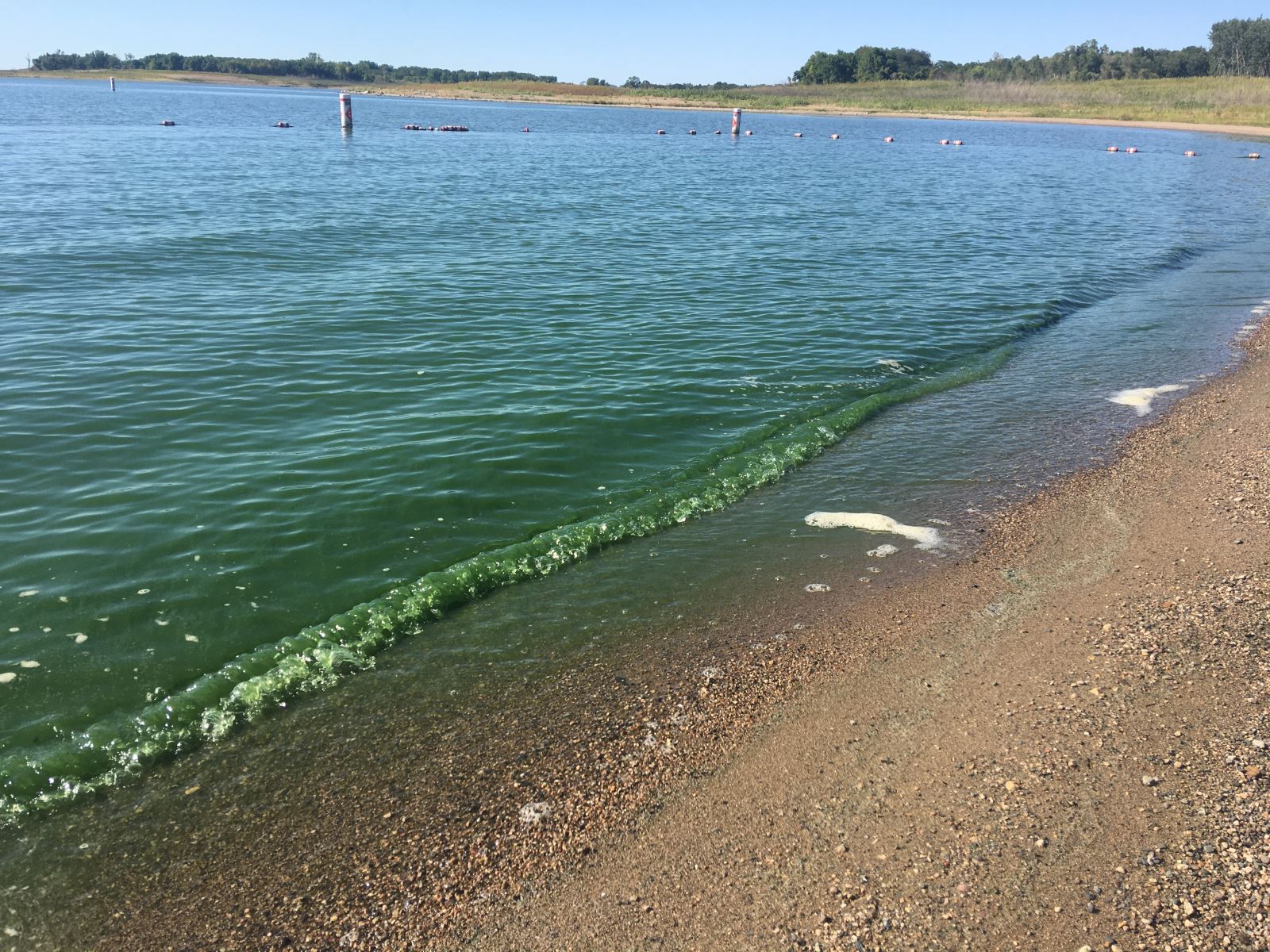 Algae bloom at Saylorville Lake, 2020