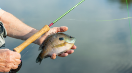 Small Fish, Big Problem: Bioaccumulation in Iowa's Waterways