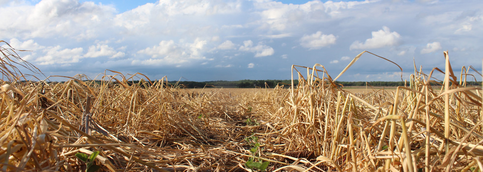 Water & Land Banner Cover Crop