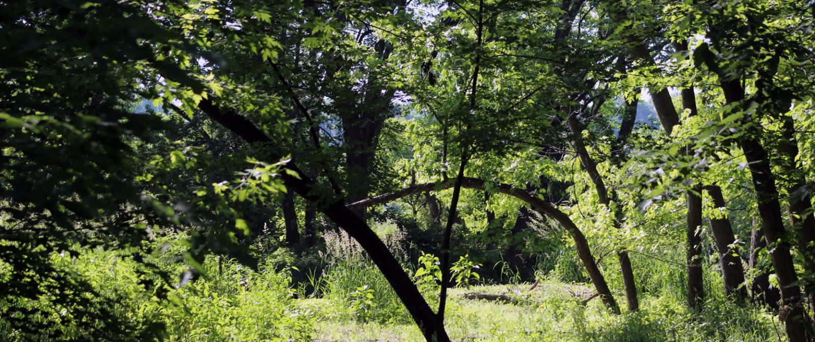 Fourmile Greenway