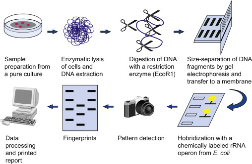 Microbial Source Tracking - An Overview. ScienceDirect, 2022.  