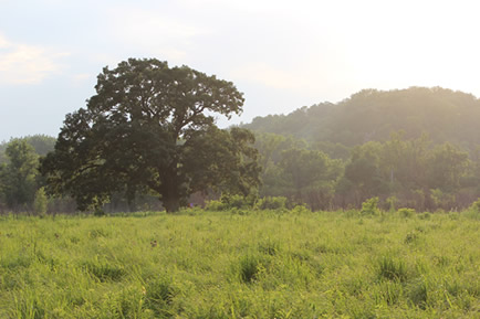 Partner organization seeks feedback on conservation and environmental education in Iowa