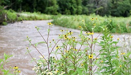 Stream with flowers